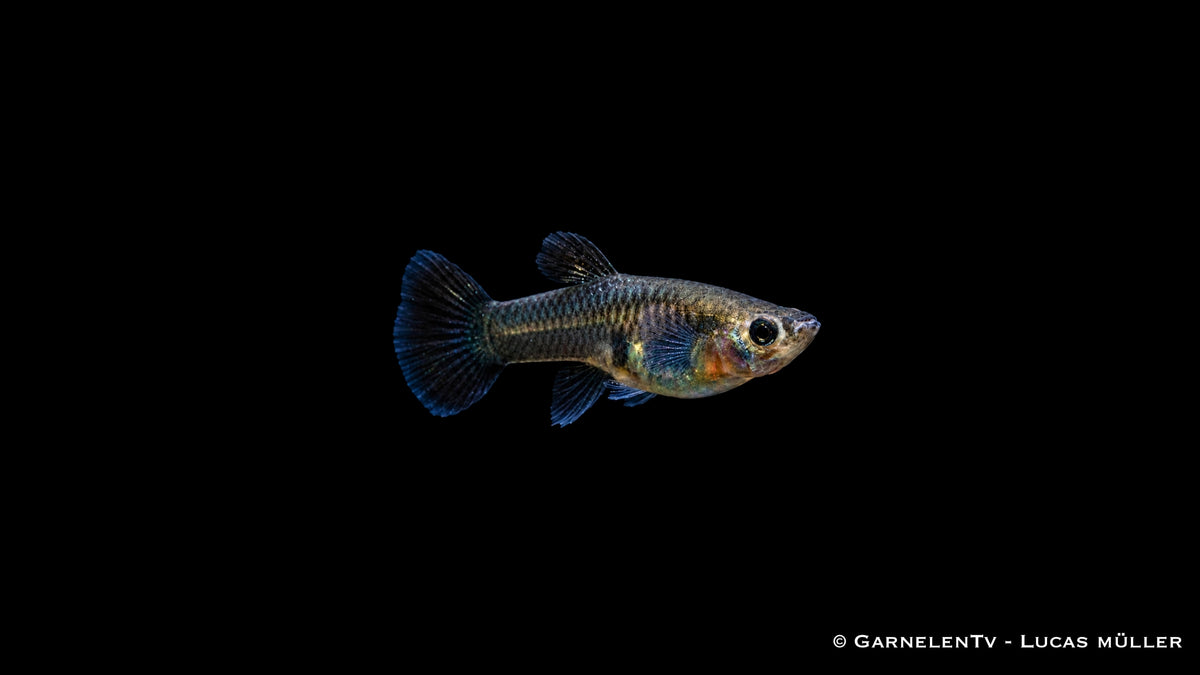 Guppy weiblich Black Metal Lace - Poecilia reticulata