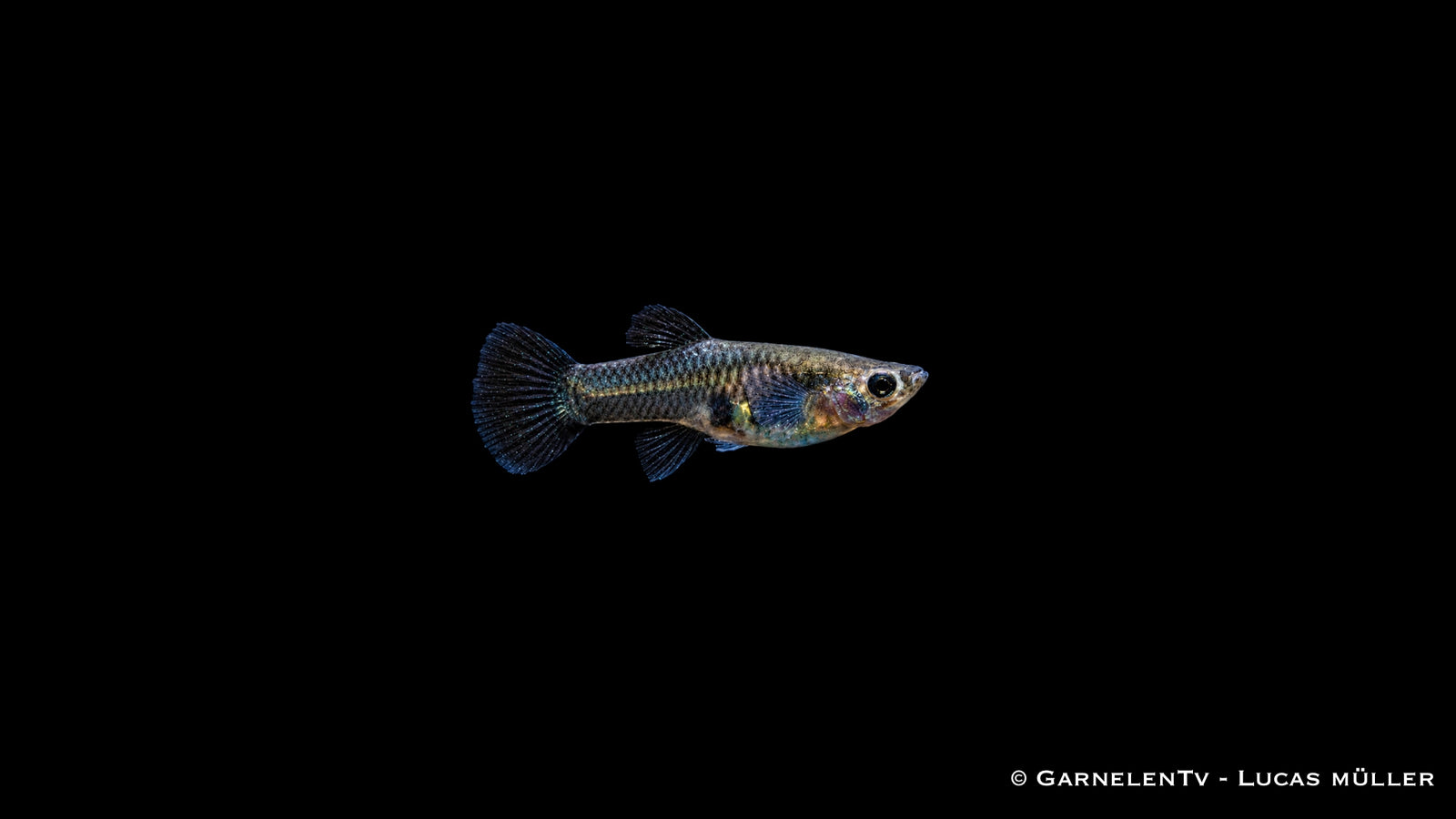 Guppy weiblich Black Metal Lace - Poecilia reticulata