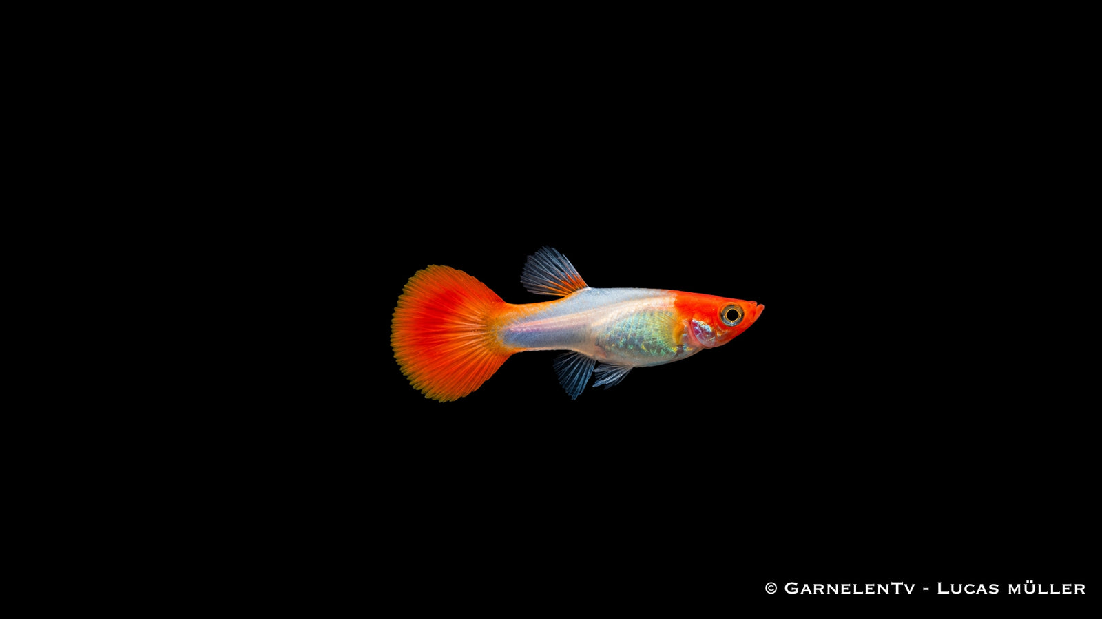 Guppy weiblich Koi Kohaku - Poecilia reticulata