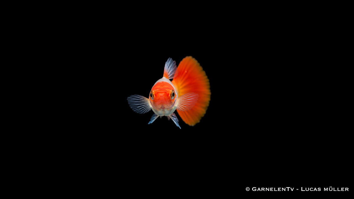 Guppy weiblich Koi Kohaku - Poecilia reticulata