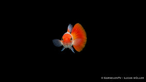 Guppy weiblich Koi Kohaku - Poecilia reticulata