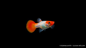 Guppy weiblich Koi Kohaku - Poecilia reticulata