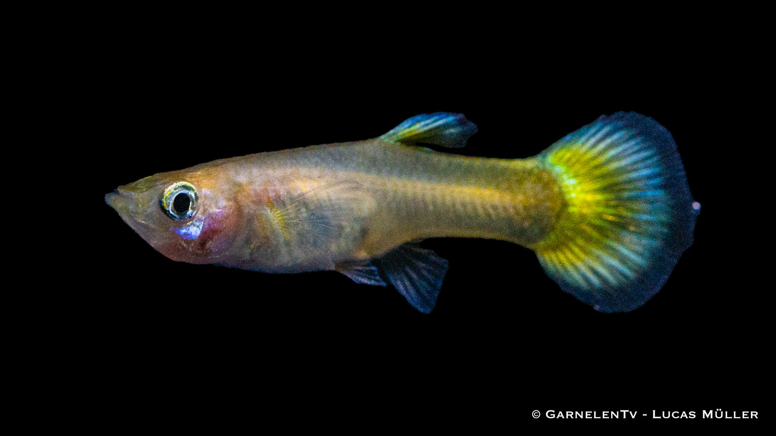 Weiblicher Guppy "Lemon" im Aquarium
