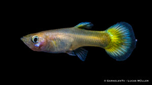 Guppy "Lemon" Poecilia reticulata