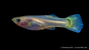 Schwarmfisch Guppy für Aquarien