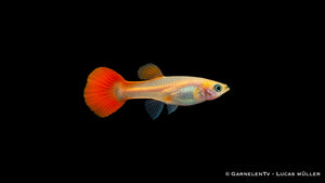 Guppy weiblich Red Blond - Poecilia reticulata