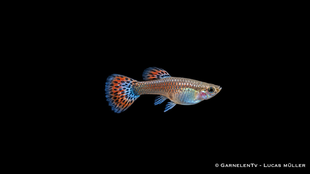 Guppy weiblich Snakeskin Rot/Blau -  Poecilia reticulata