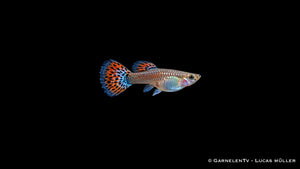 Guppy weiblich Snakeskin Rot/Blau -  Poecilia reticulata