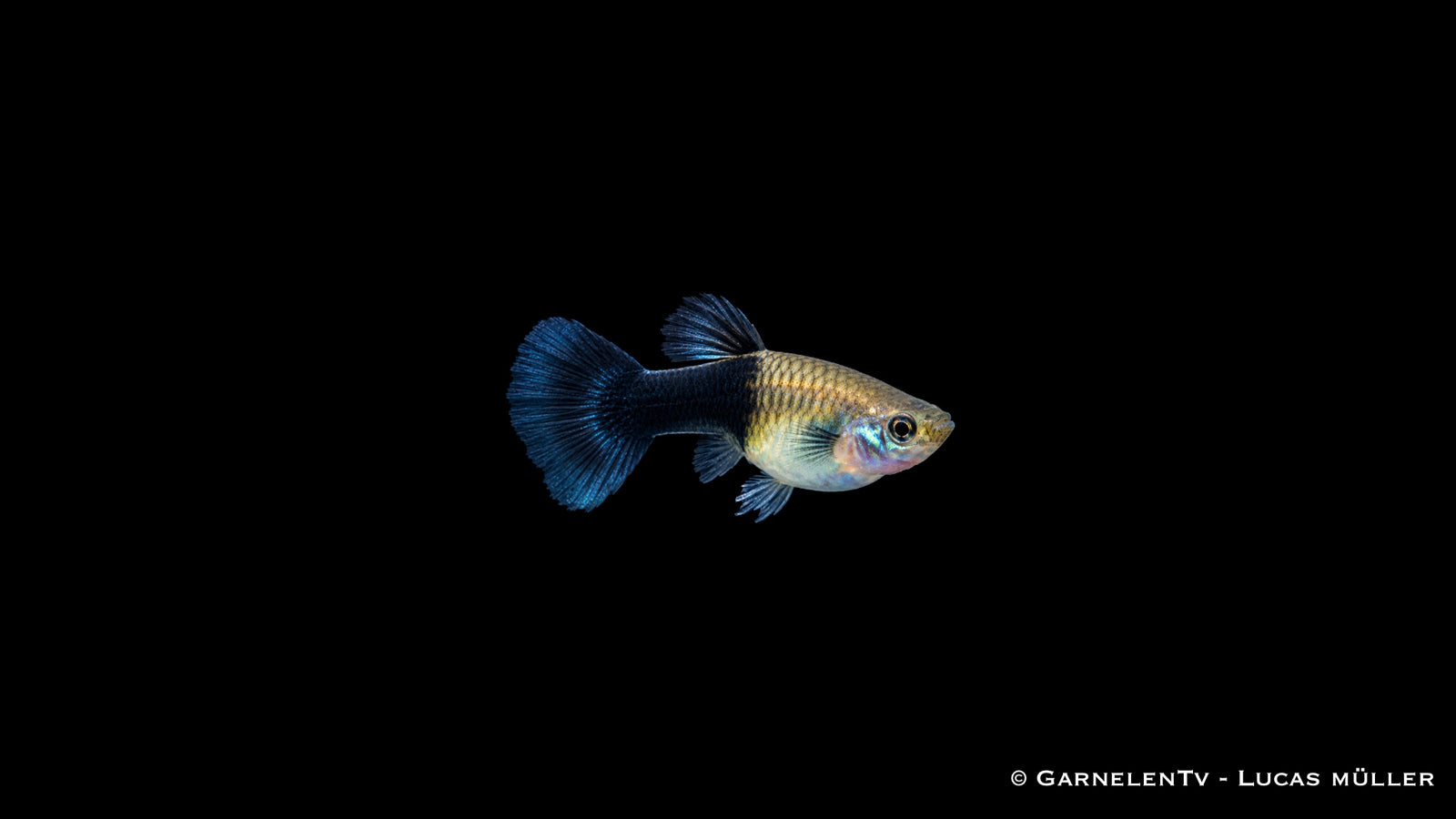 Guppy weiblich black panda - Poecilia reticulata