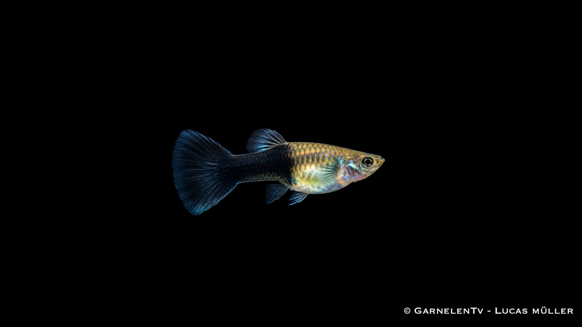 Guppy weiblich black panda - Poecilia reticulata