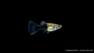 Guppy weiblich black panda - Poecilia reticulata
