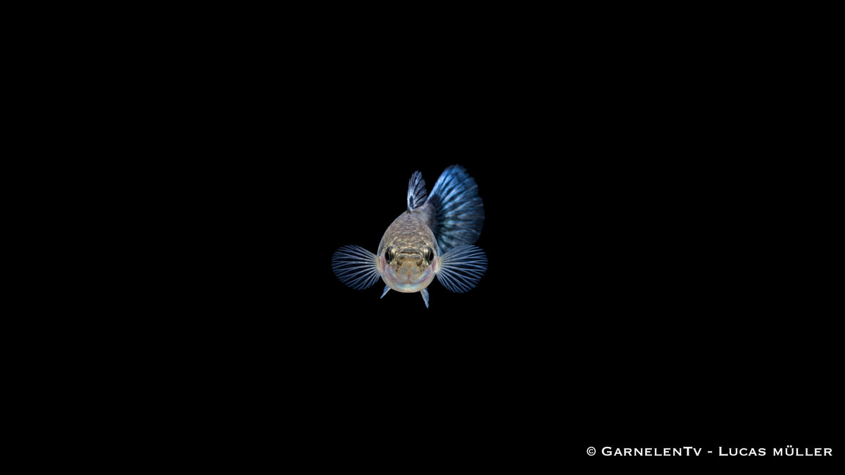 Guppy weiblich blue moskau - Poecilia reticulata