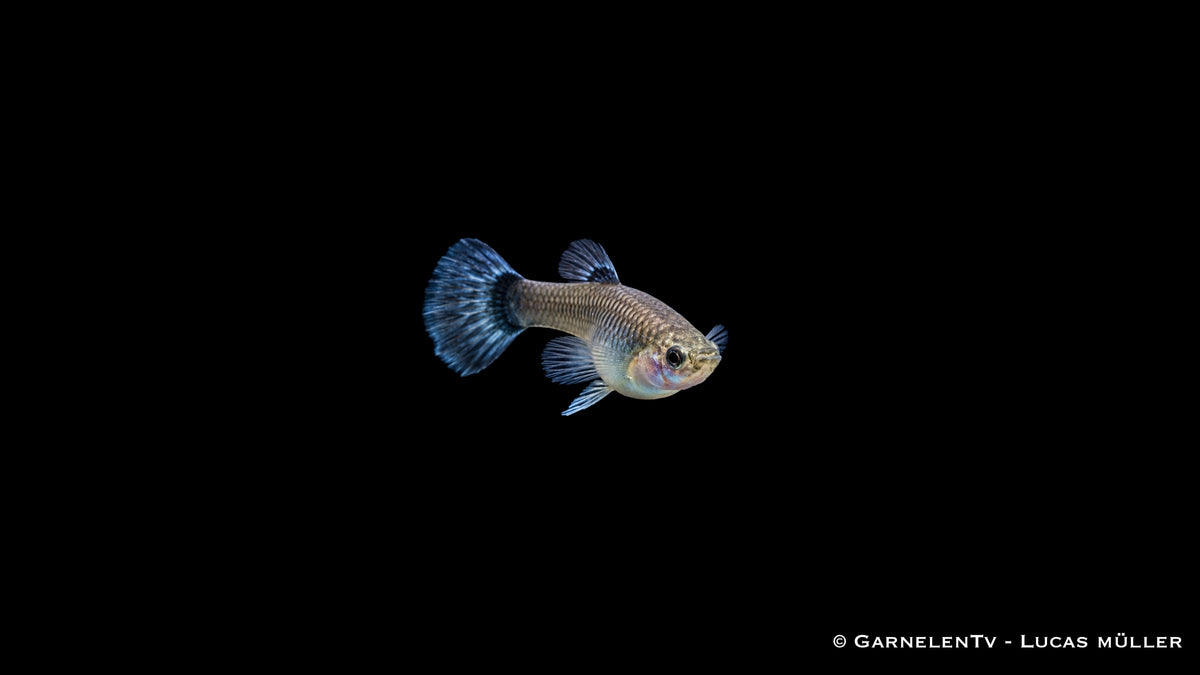 Guppy weiblich blue moskau - Poecilia reticulata