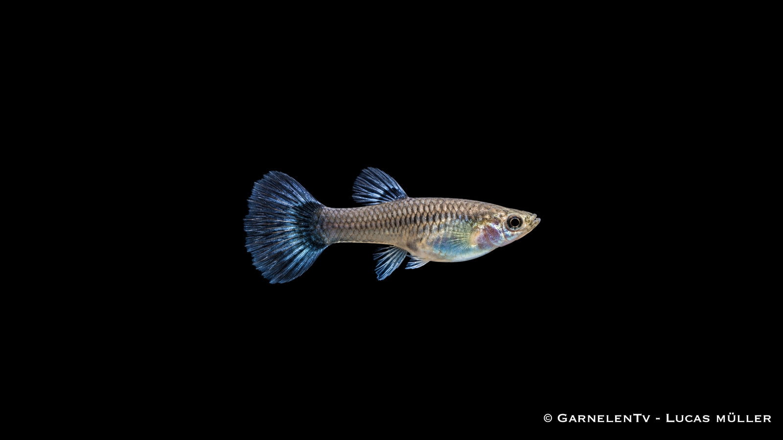 Guppy weiblich blue moskau - Poecilia reticulata
