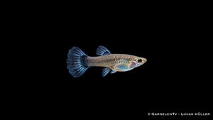 Guppy weiblich blue moskau - Poecilia reticulata