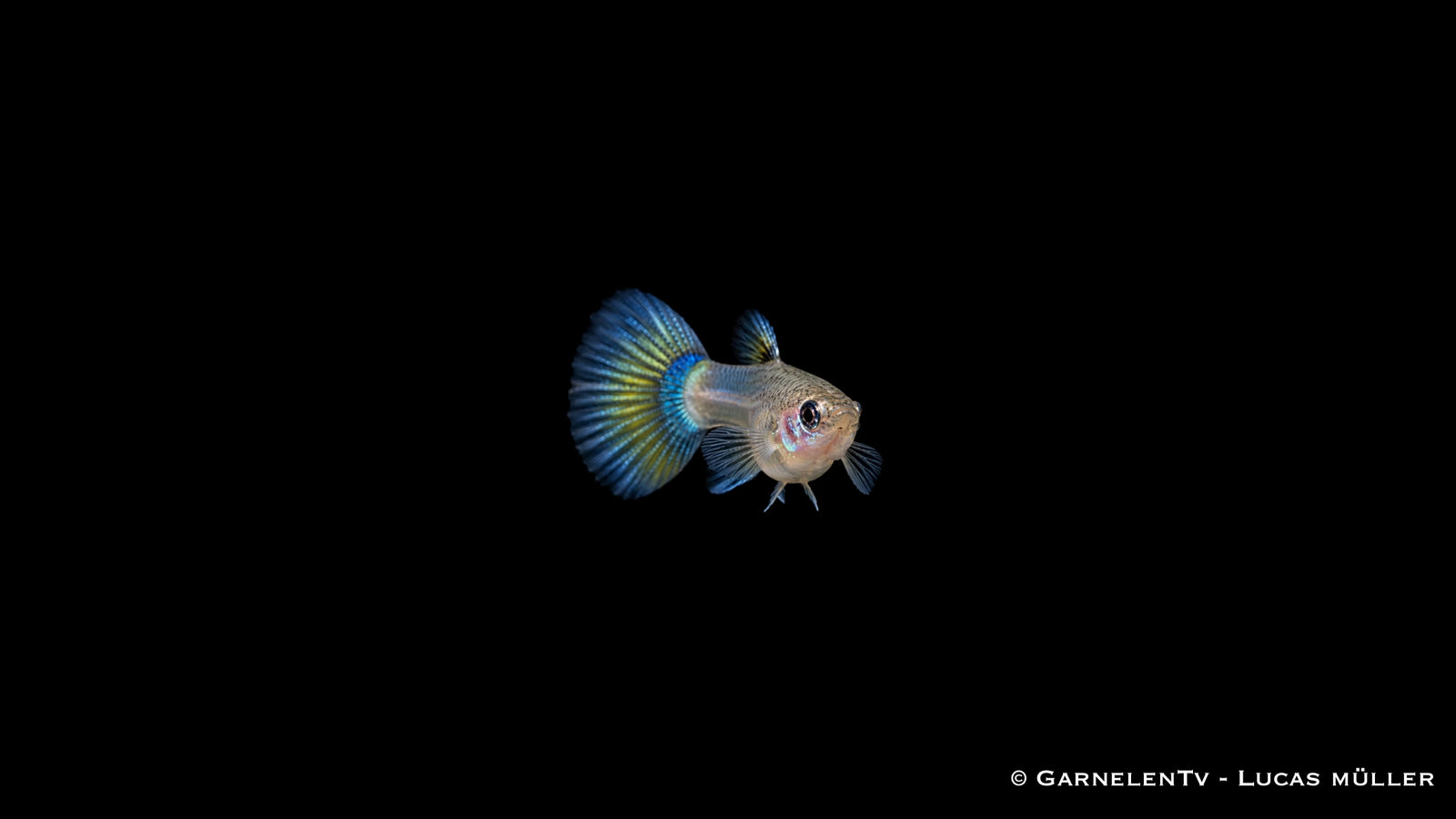 Guppy Weibchen Blue Panda von der Seite mit fächerförmiger, blau schimmernder Schwanzflosse