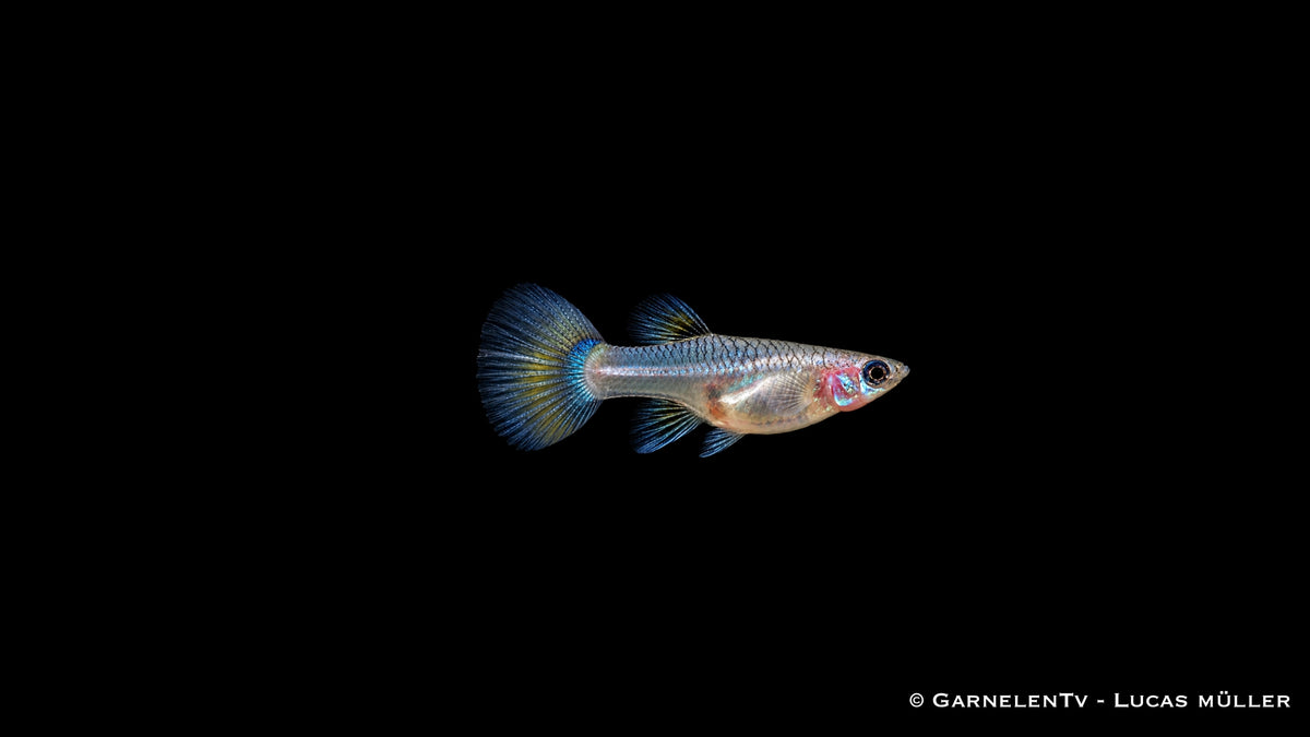 Guppy Weibchen Blue Panda (Poecilia reticulata) mit silbrigem Körper und blau-türkiser Schwanzflosse