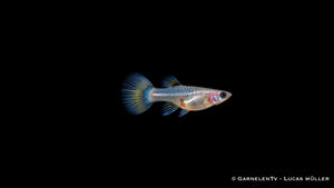 Guppy Weibchen Blue Panda (Poecilia reticulata) mit silbrigem Körper und blau-türkiser Schwanzflosse