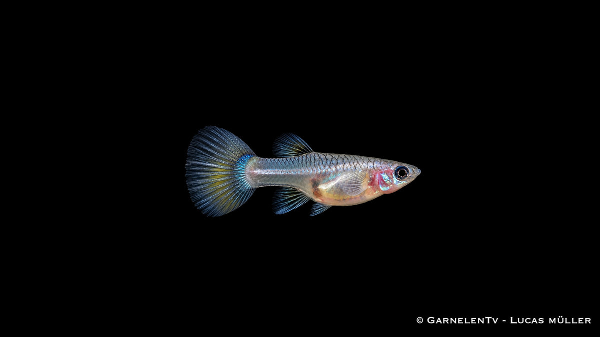 Guppy Weibchen Blue Panda von der Seite mit fächerförmiger, blau schimmernder Schwanzflosse