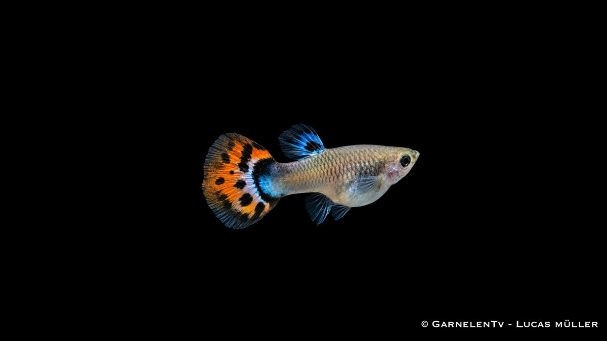 Guppy Weibchen Cobra Red (Poecilia reticulata) mit silberbeigem Körper und orange-schwarz getupfter Schwanzflosse