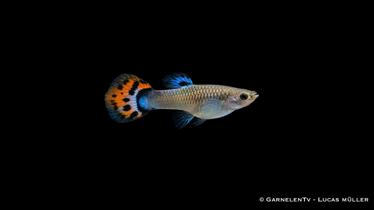 Guppy Weibchen Cobra Red von der Seite mit blauer Rückenflosse und orangefarbener Schwanzflosse
