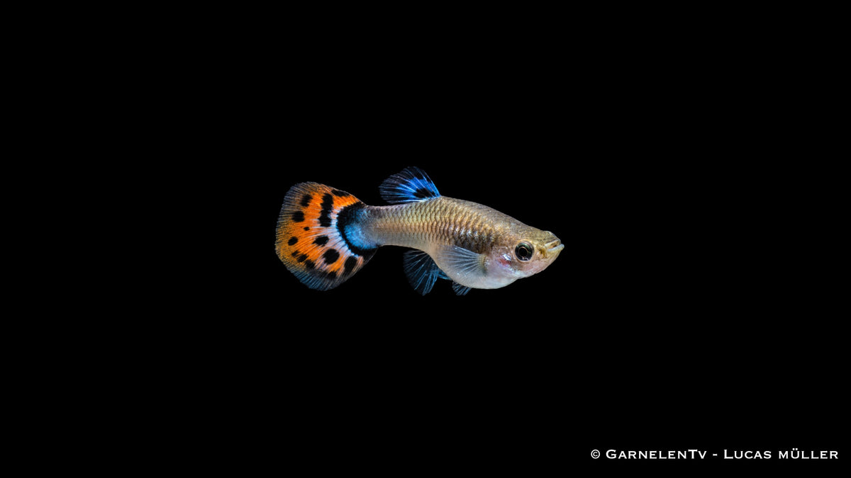 Guppy Weibchen Cobra Red mit orange, weiß und schwarz gemusterter Schwanzflosse vor schwarzem Hintergrund