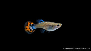 Guppy Weibchen Cobra Red – Poecilia reticulata bei GarnelenTv