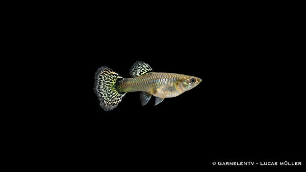 Guppy weiblich dumbo multicolor - Poecilia reticulata