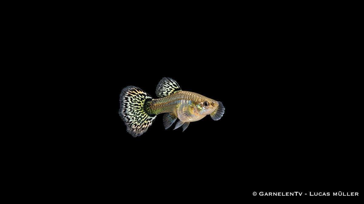 Guppy Weibchen Dumbo Multicolor von der Seite mit gemusterter Rücken- und Schwanzflosse