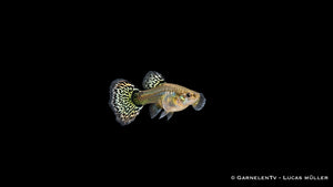 Guppy Weibchen Dumbo Multicolor von der Seite mit gemusterter Rücken- und Schwanzflosse