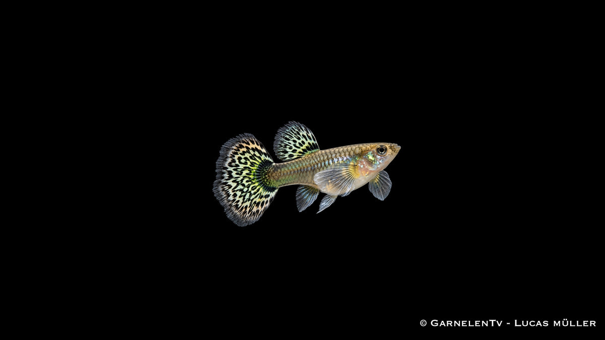 Guppy Weibchen Dumbo Multicolor – Poecilia reticulata bei GarnelenTv