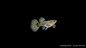 Guppy Weibchen Dumbo Multicolor – Poecilia reticulata bei GarnelenTv