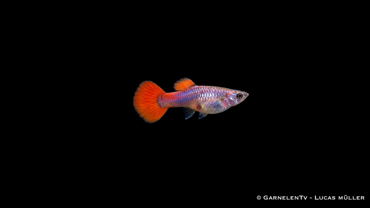 Guppy Weibchen Dumbo Ear Red Platinum (Poecilia reticulata) mit hellem, metallisch glänzendem Körper und roter Schwanzflosse