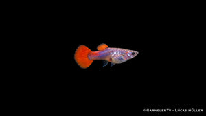 Guppy Weibchen Dumbo Ear Red Platinum (Poecilia reticulata) mit hellem, metallisch glänzendem Körper und roter Schwanzflosse