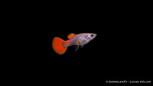 Guppy Weibchen Dumbo Ear Red Platinum mit roter Rücken- und Schwanzflosse vor schwarzem Hintergrund