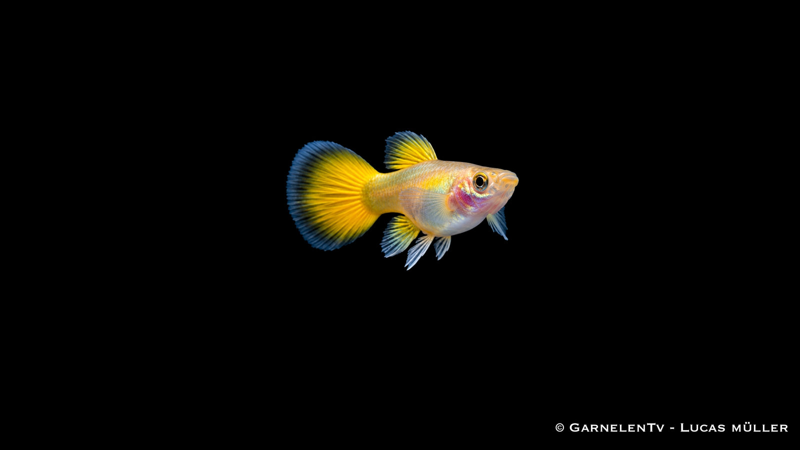Guppy weiblich full gold  - Poecilia reticulata