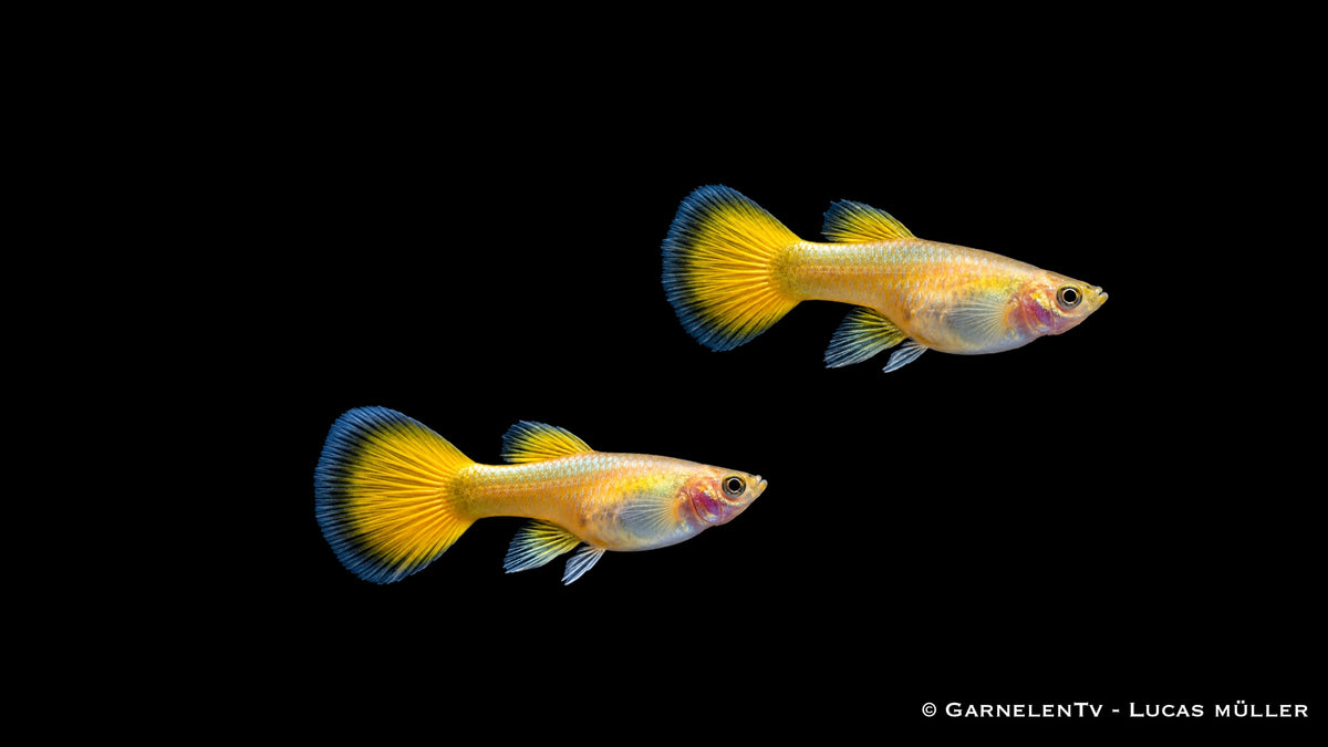 Guppy weiblich full gold  - Poecilia reticulata