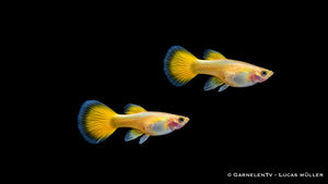 Guppy weiblich full gold  - Poecilia reticulata