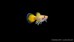 Guppy weiblich full gold  - Poecilia reticulata