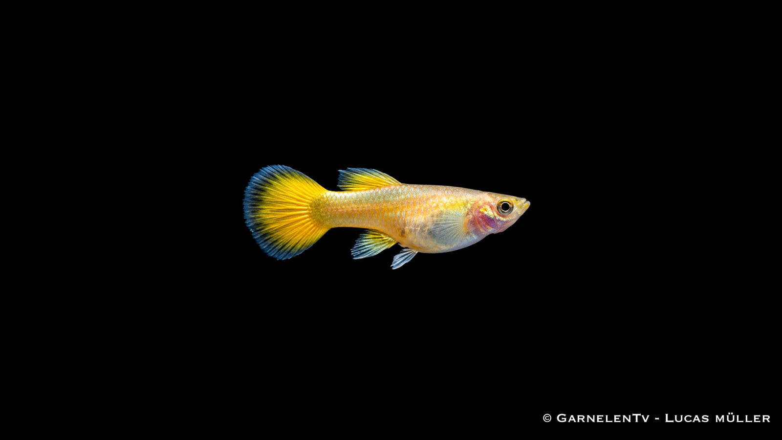 Guppy weiblich full gold  - Poecilia reticulata