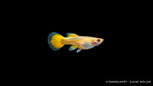 Guppy weiblich full gold  - Poecilia reticulata