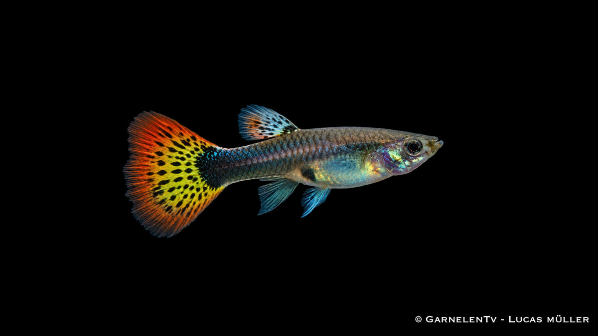 Guppy weiblich multicolor  - Poecilia reticulata