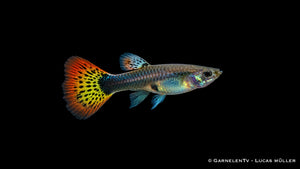 Guppy weiblich multicolor  - Poecilia reticulata
