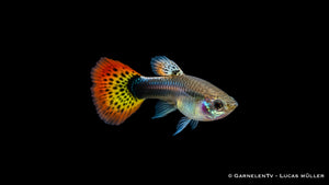 Guppy weiblich multicolor  - Poecilia reticulata