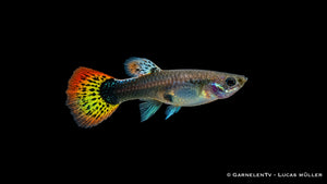 Guppy weiblich multicolor  - Poecilia reticulata