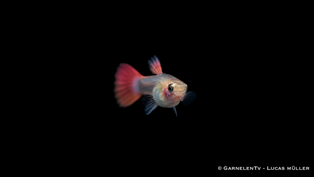 Guppy weiblich pink - Poecilia reticulata