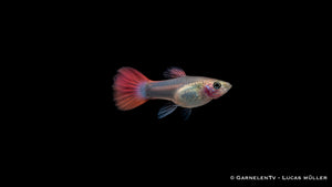 Guppy weiblich pink - Poecilia reticulata