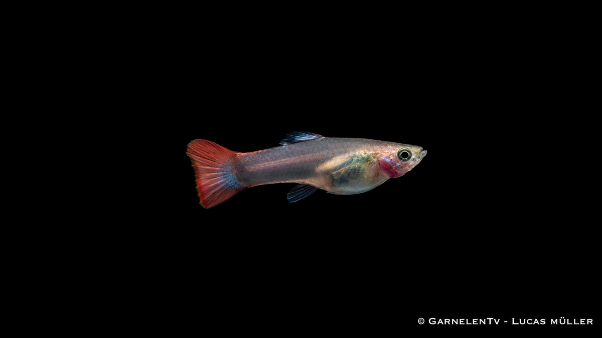 Guppy weiblich pink - Poecilia reticulata