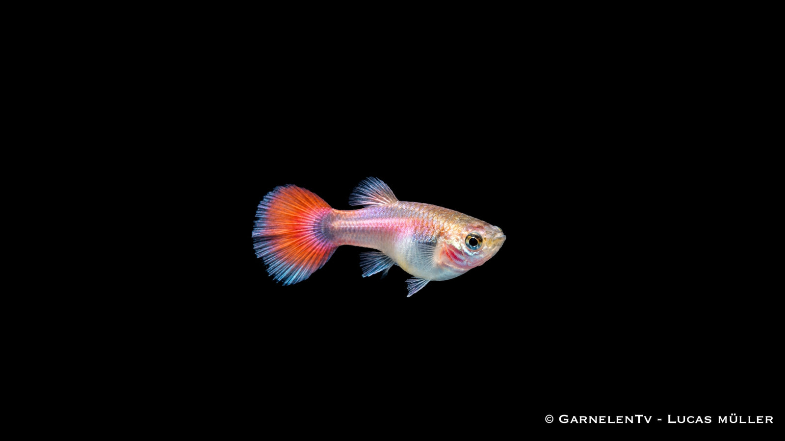 Guppy weiblich pink metallic - Poecilia reticulata