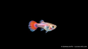 Guppy weiblich pink metallic - Poecilia reticulata